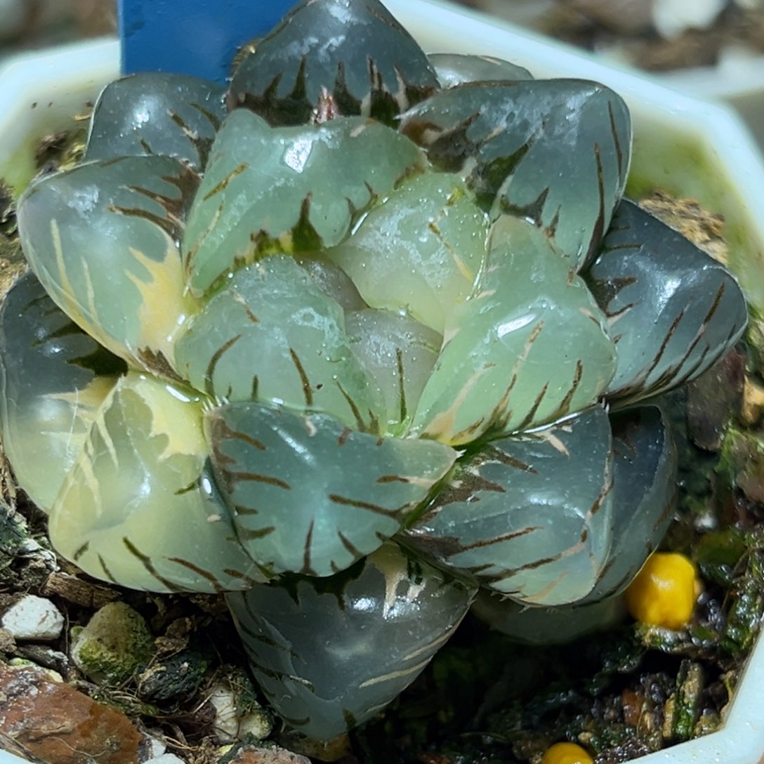 恭喜发财大吉大利974