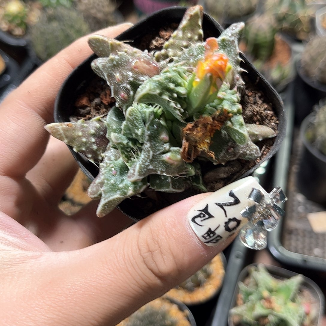 潘****力24897一物一拍单头