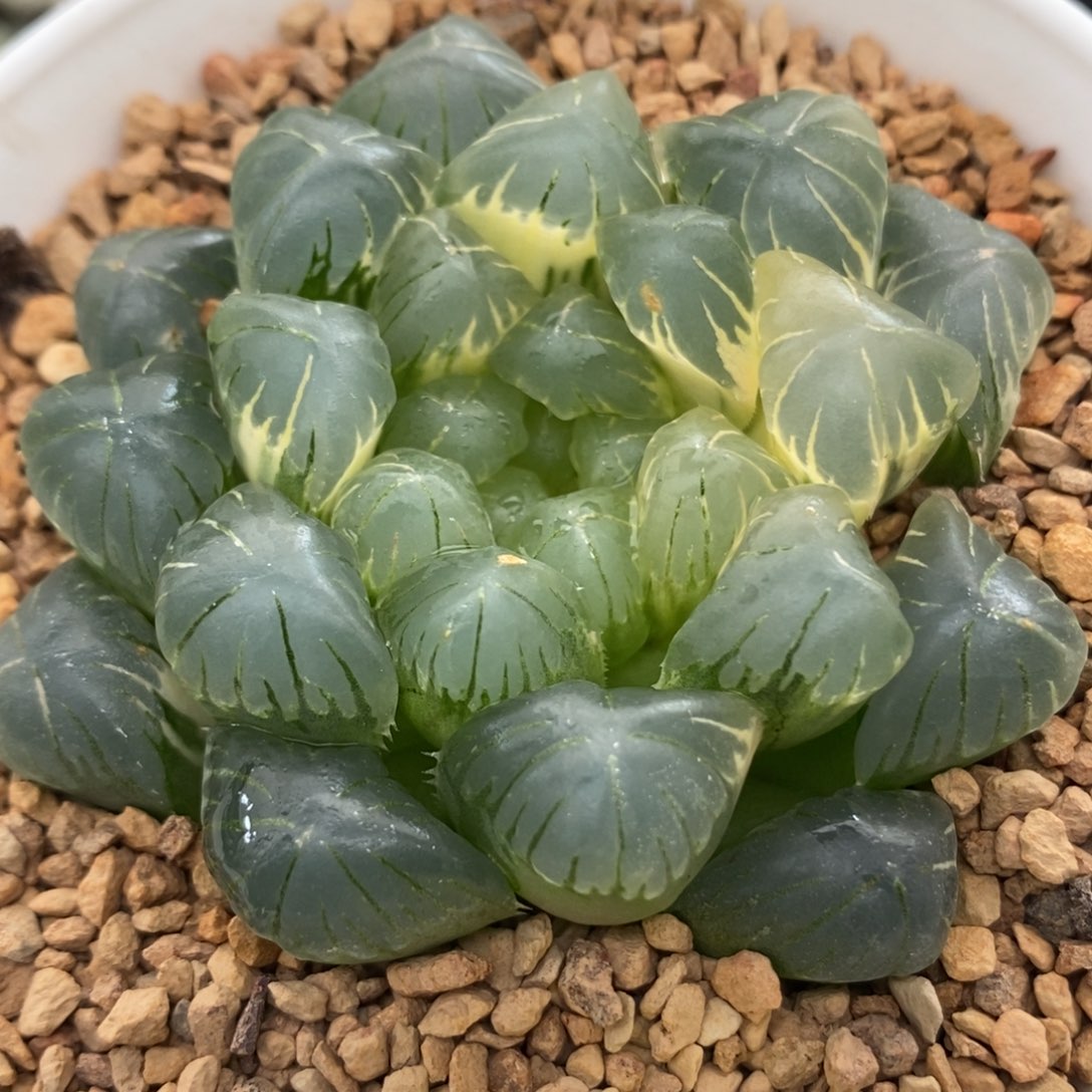 656湖水玉露锦一物一拍