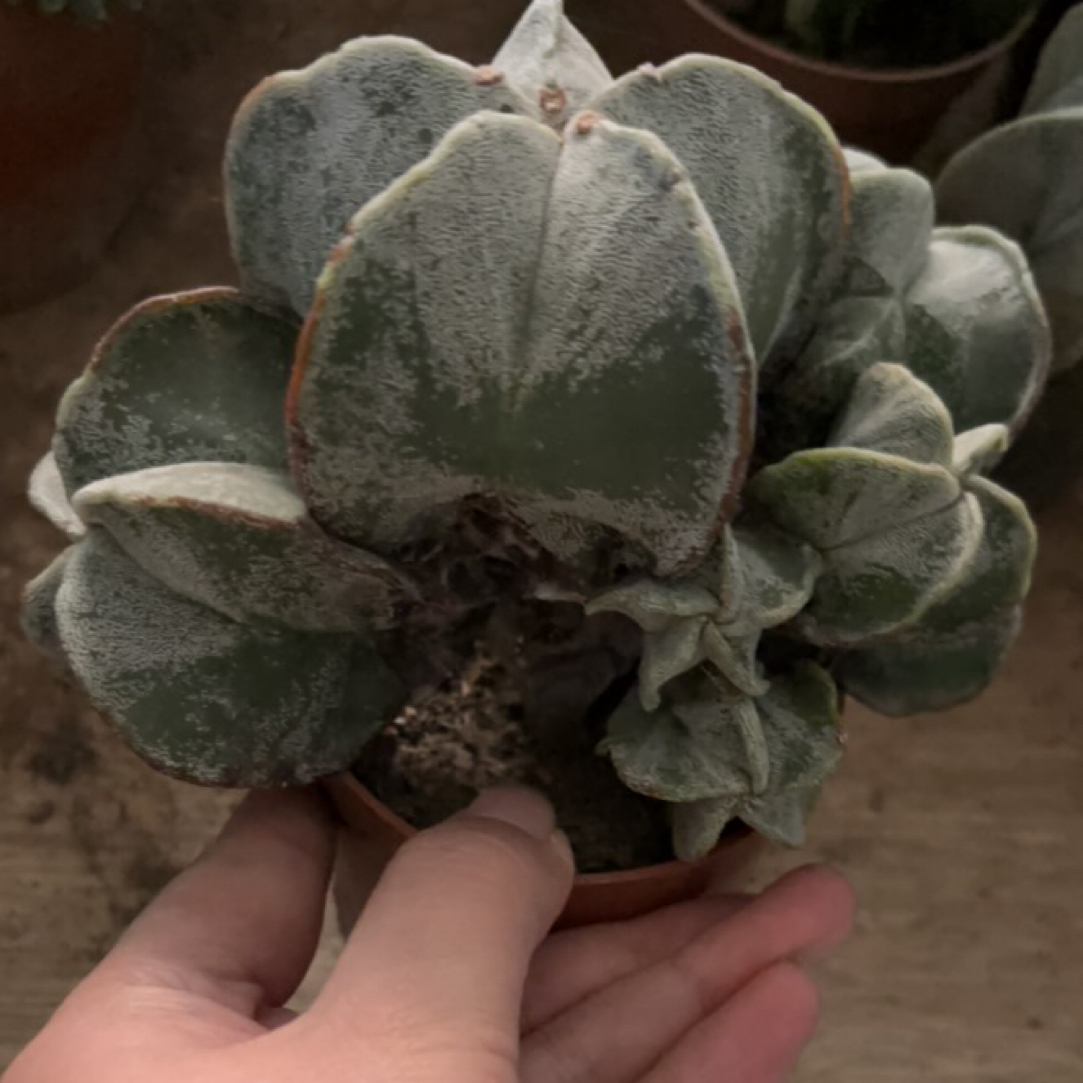 奇趣好养多肉植物室内阳台小盆栽净化空气