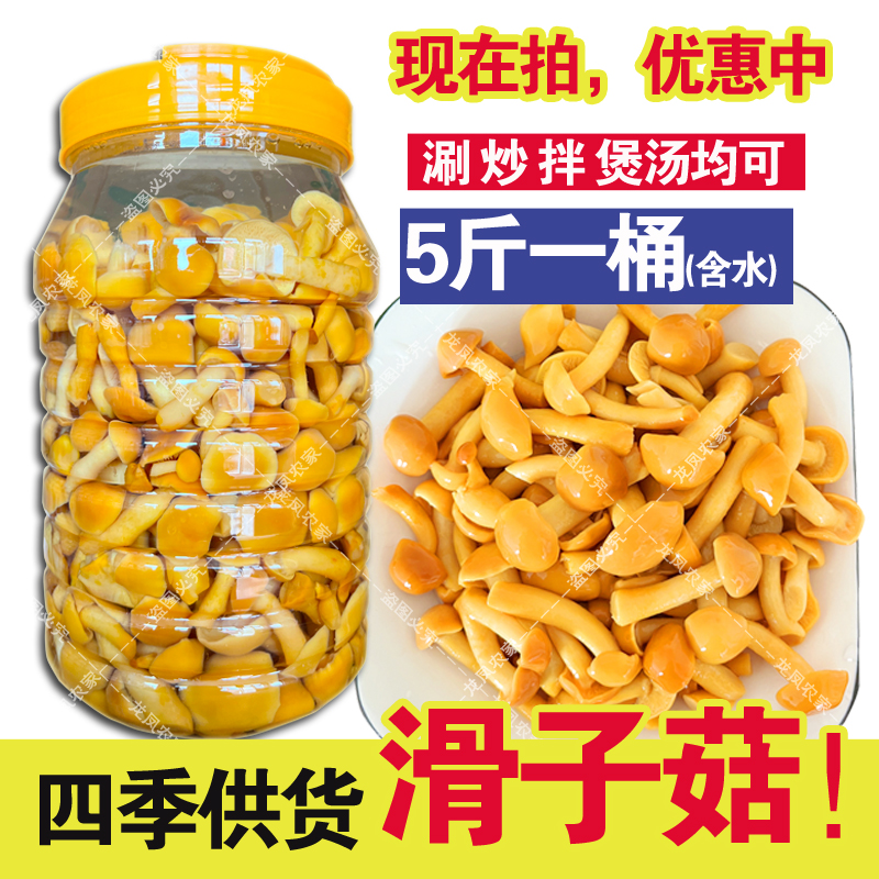 5斤滑菇滑子菇新鲜口感滑子蘑小黄蘑含水桶装商用家用滑嫩脆爽