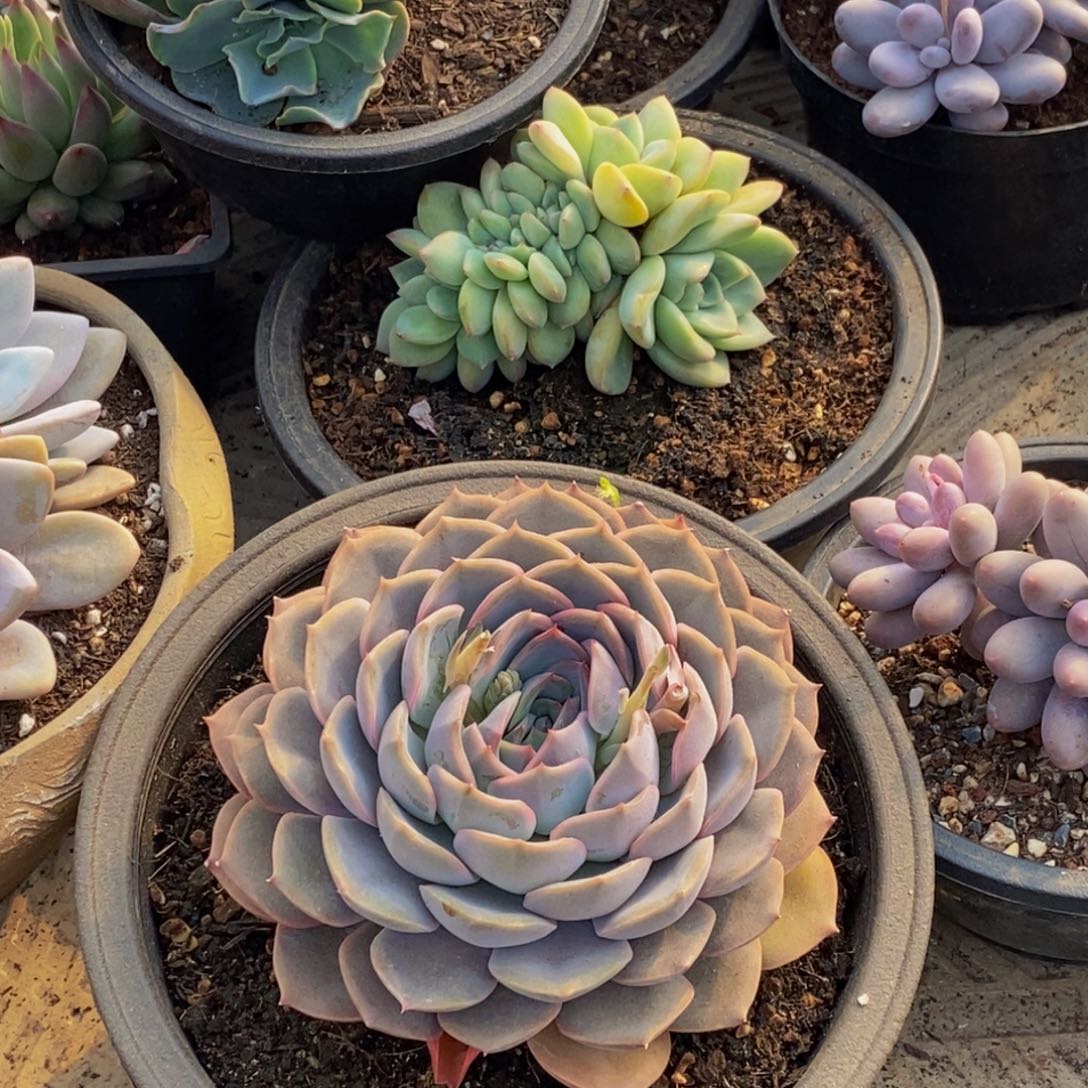 48包邮一物一拍多肉植物