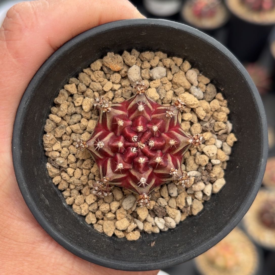 泰系米哈仙人球5号