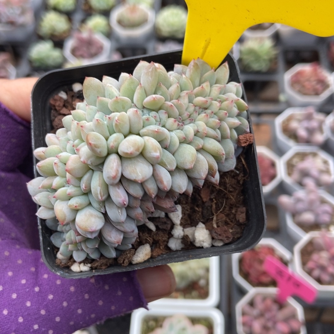 10星影缀多肉植物