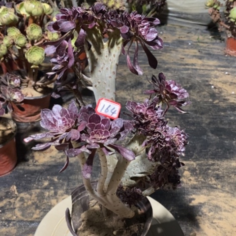 黑法师缀一物一拍