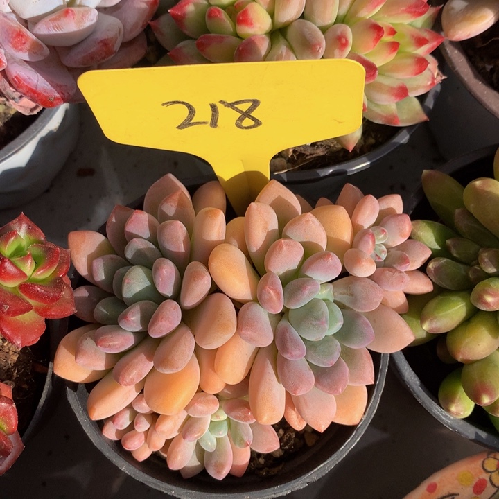 木糖醇多日子黑五6262637