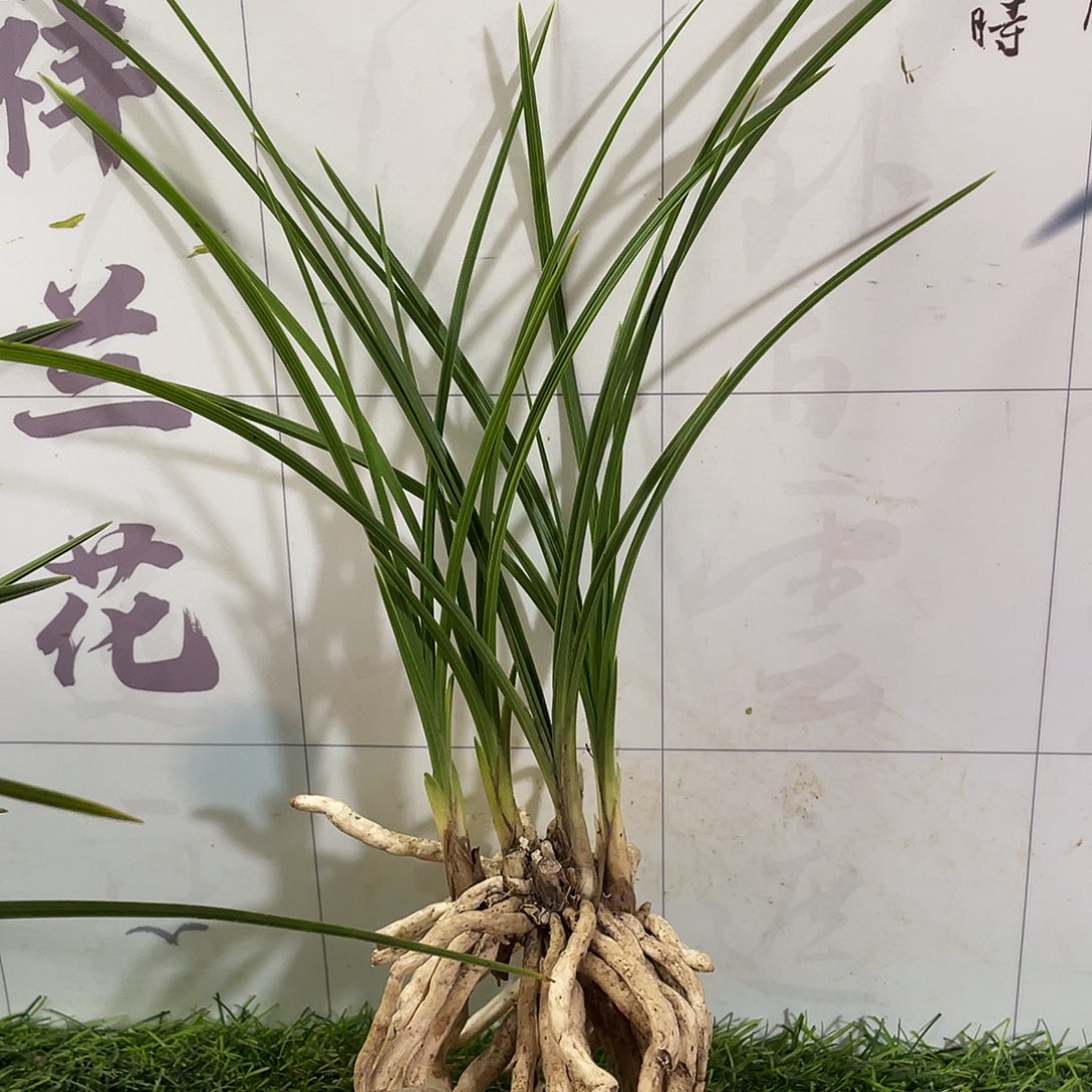 空***幻完全开放兰花兰花