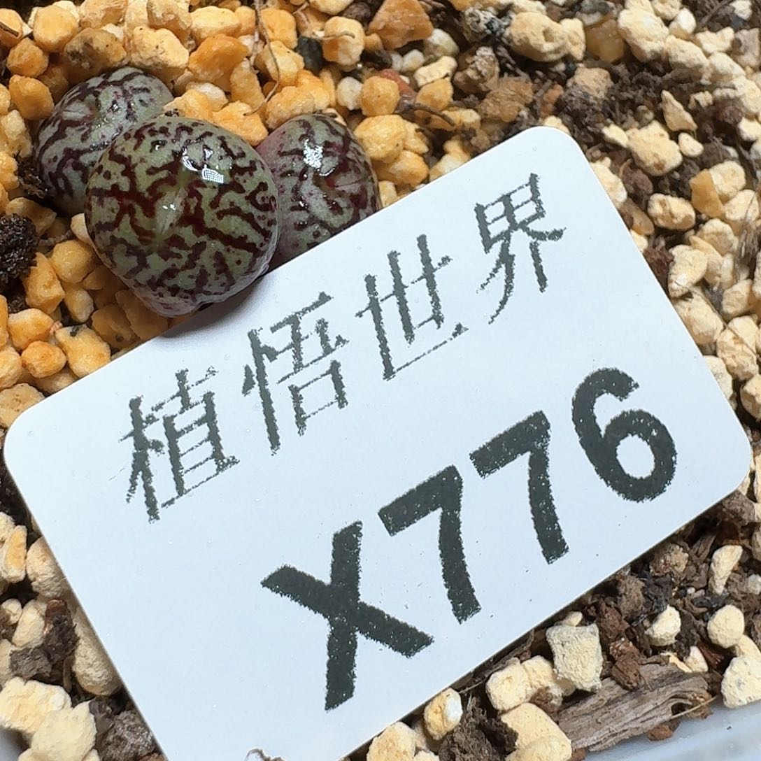 776号多肉植物哇f g