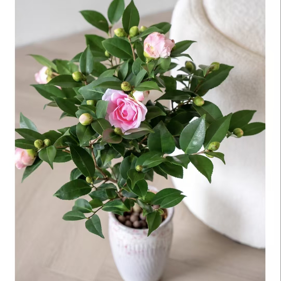 1盆山茶花(45-65cm) (两单发顺丰或京东快递)