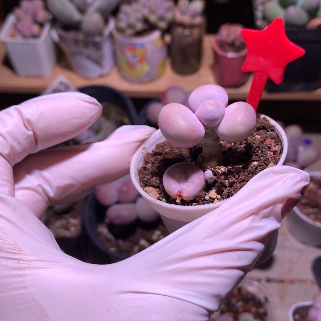 库福奶酪多肉库福奶酪