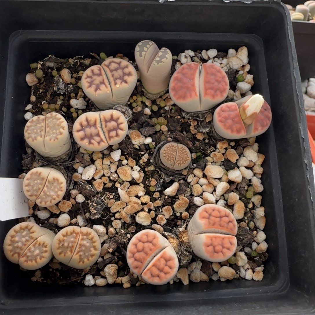 11.16。萌肉清盒福利。8048