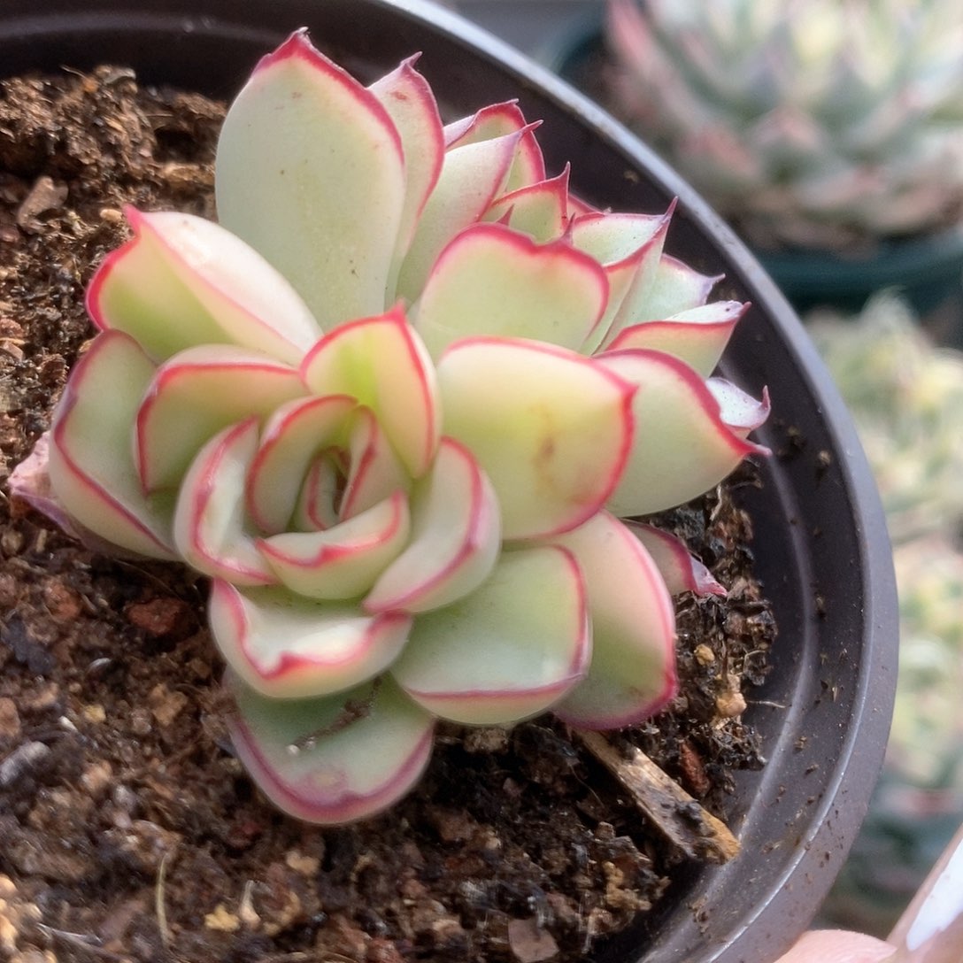 057白慈禧锦锦锦锦锦