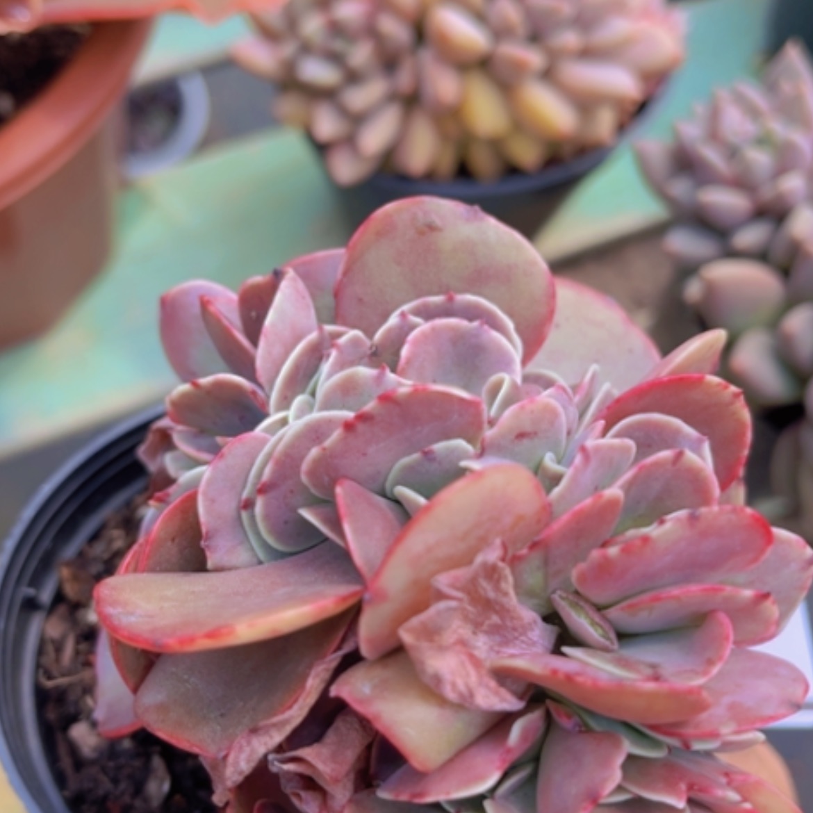 【闪购商品】红酒杯缀1988