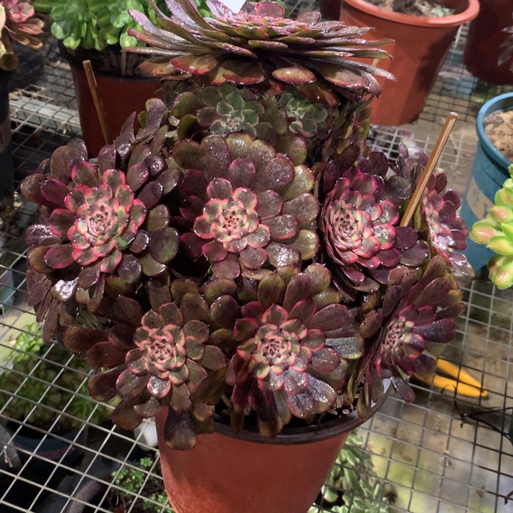 553黑天使多肉植物特价