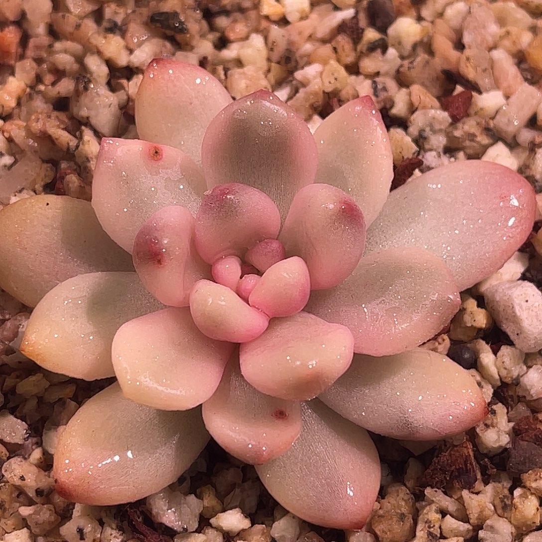 尚品园艺福利天堂白锦头盖