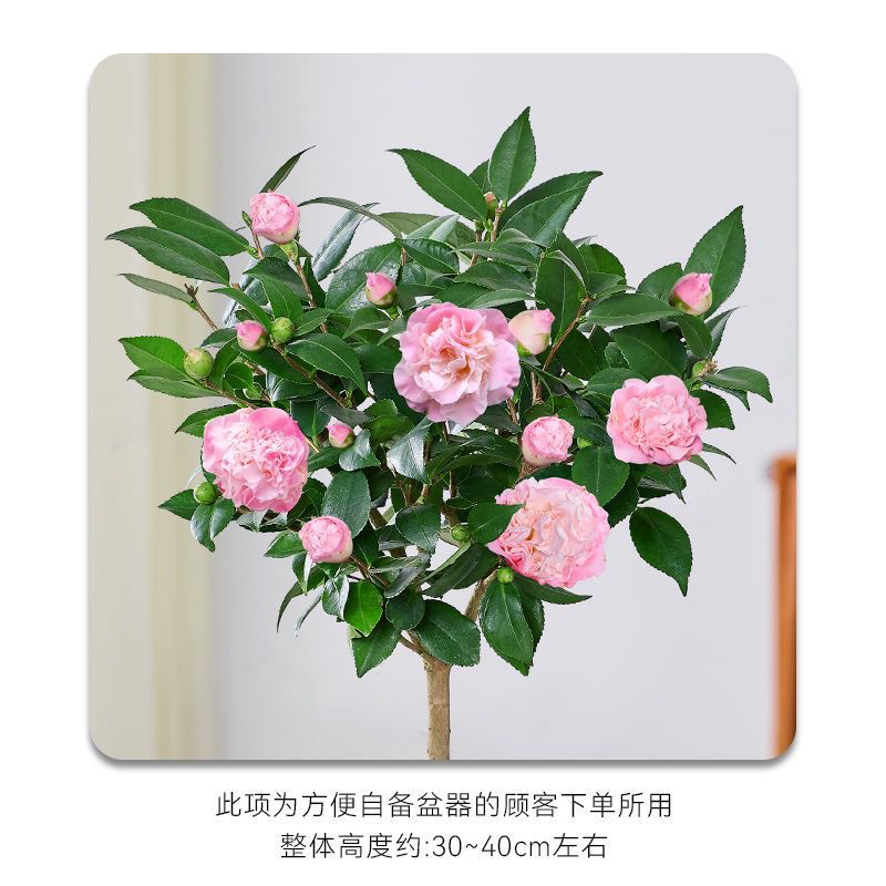香妃茶花盆栽带花苞浓香型耐寒耐热室内外阳台庭院好养绿植花卉