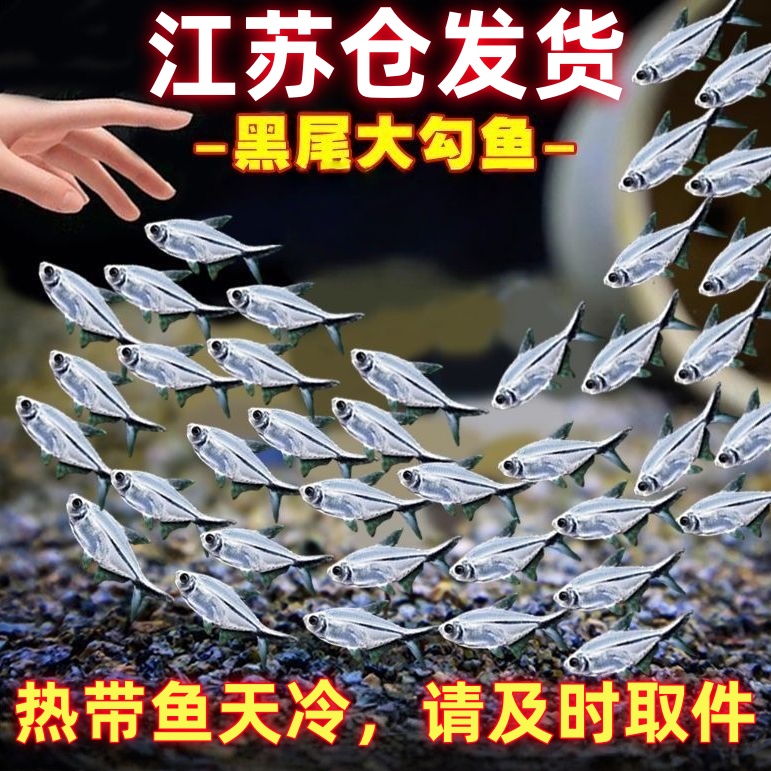 【江苏仓发货】黑尾大勾热带观赏鱼群游鱼溪流缸好养耐活溪流缸一眉