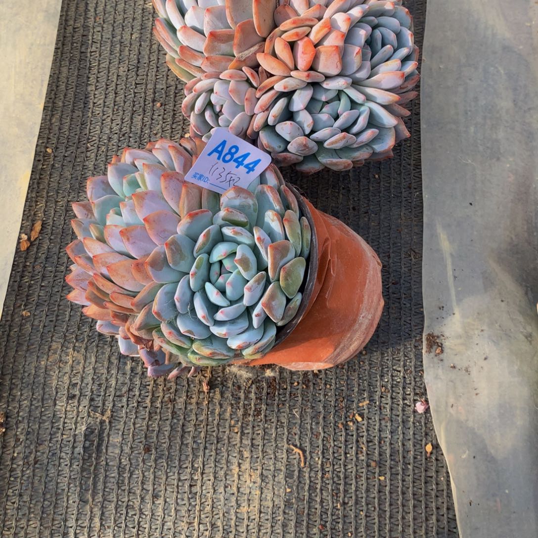 醉***黄皮橙小群多肉植物