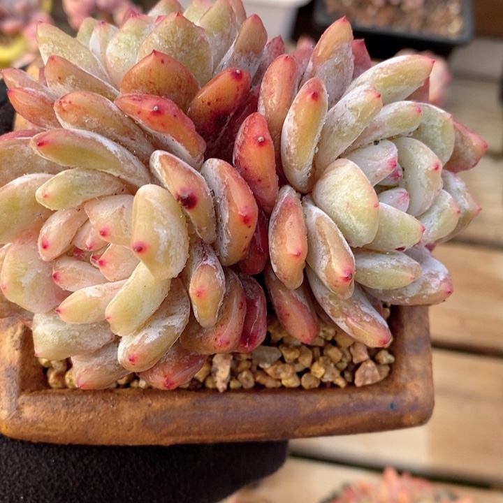 雪天使 韩货精品