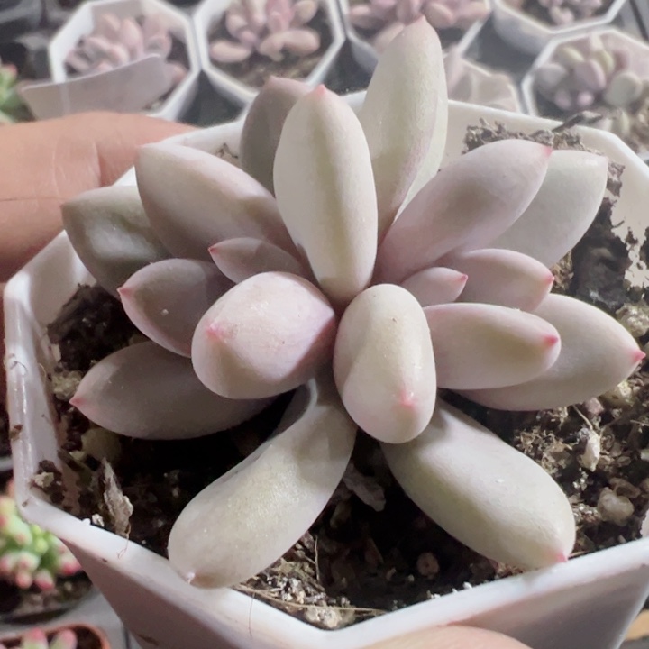 粉兔精品多肉植物