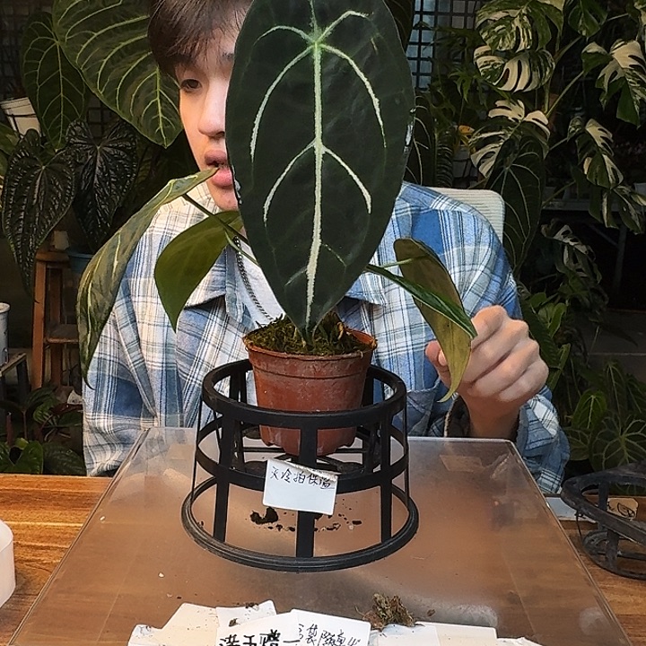 不开花植物J04蜘蛛盾