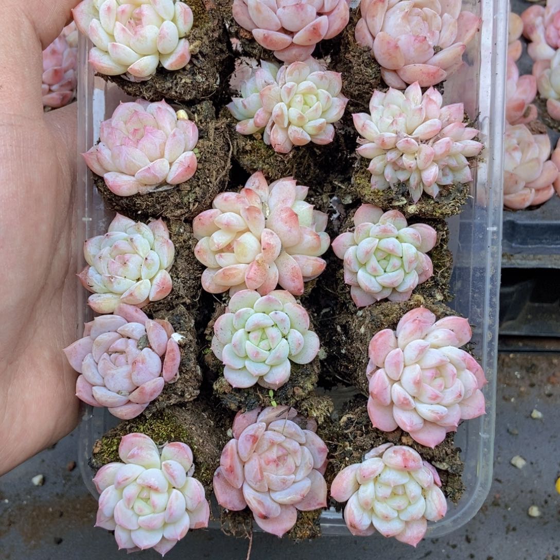 春泥家框拍链接T2