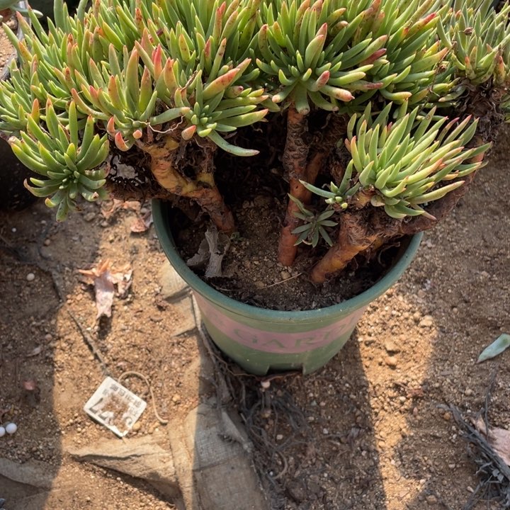 285号维思辛达多肉