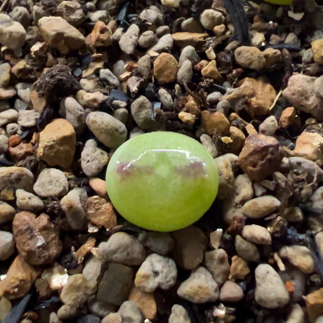 11111111111111多肉