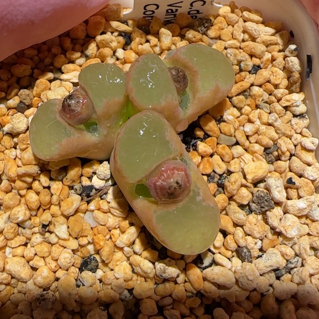 肉锥多肉植物百科-庞点雪花磁铁母本1305