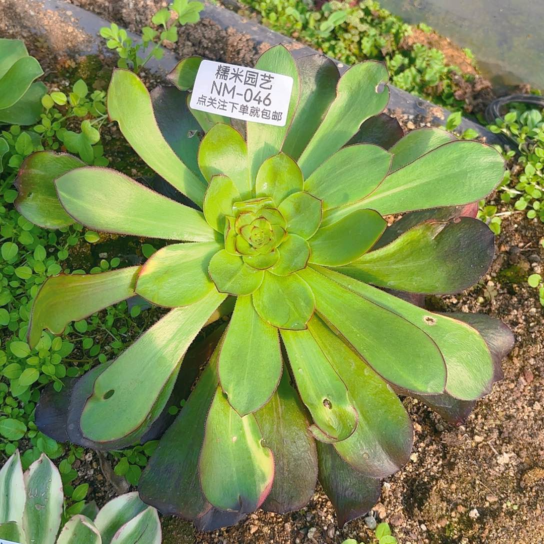 无毒七彩多肉植物046