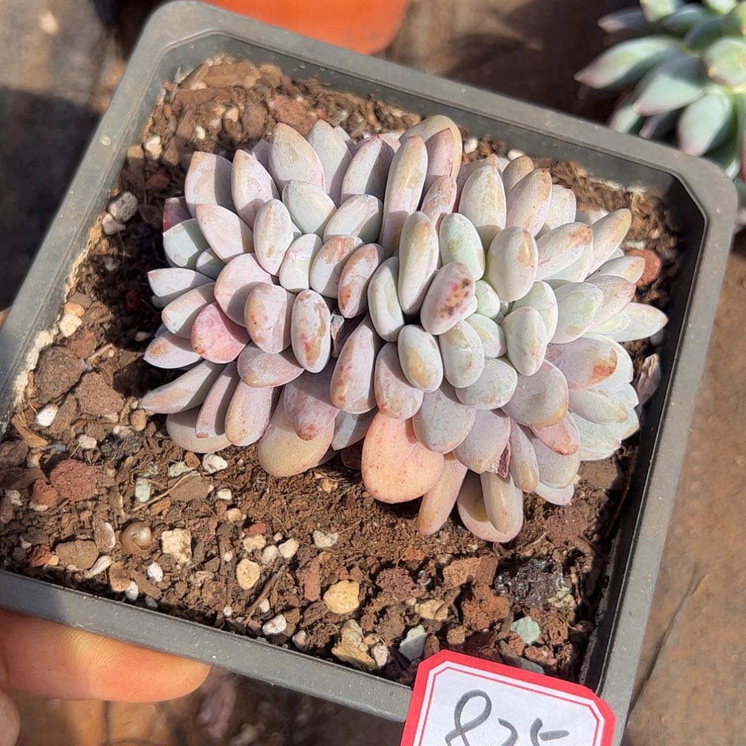 825号粉兔缀，一物一拍