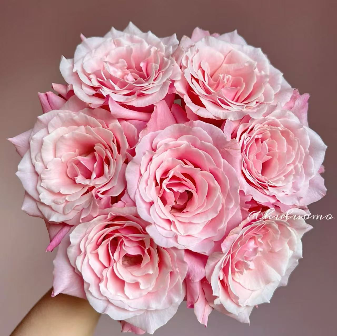 【粉红佩奇】单头玫瑰花