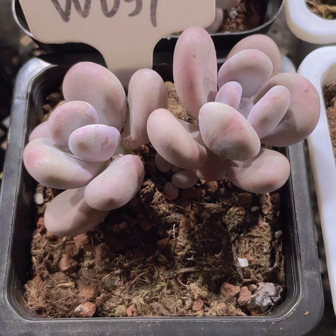 大叶奶w037一物一拍