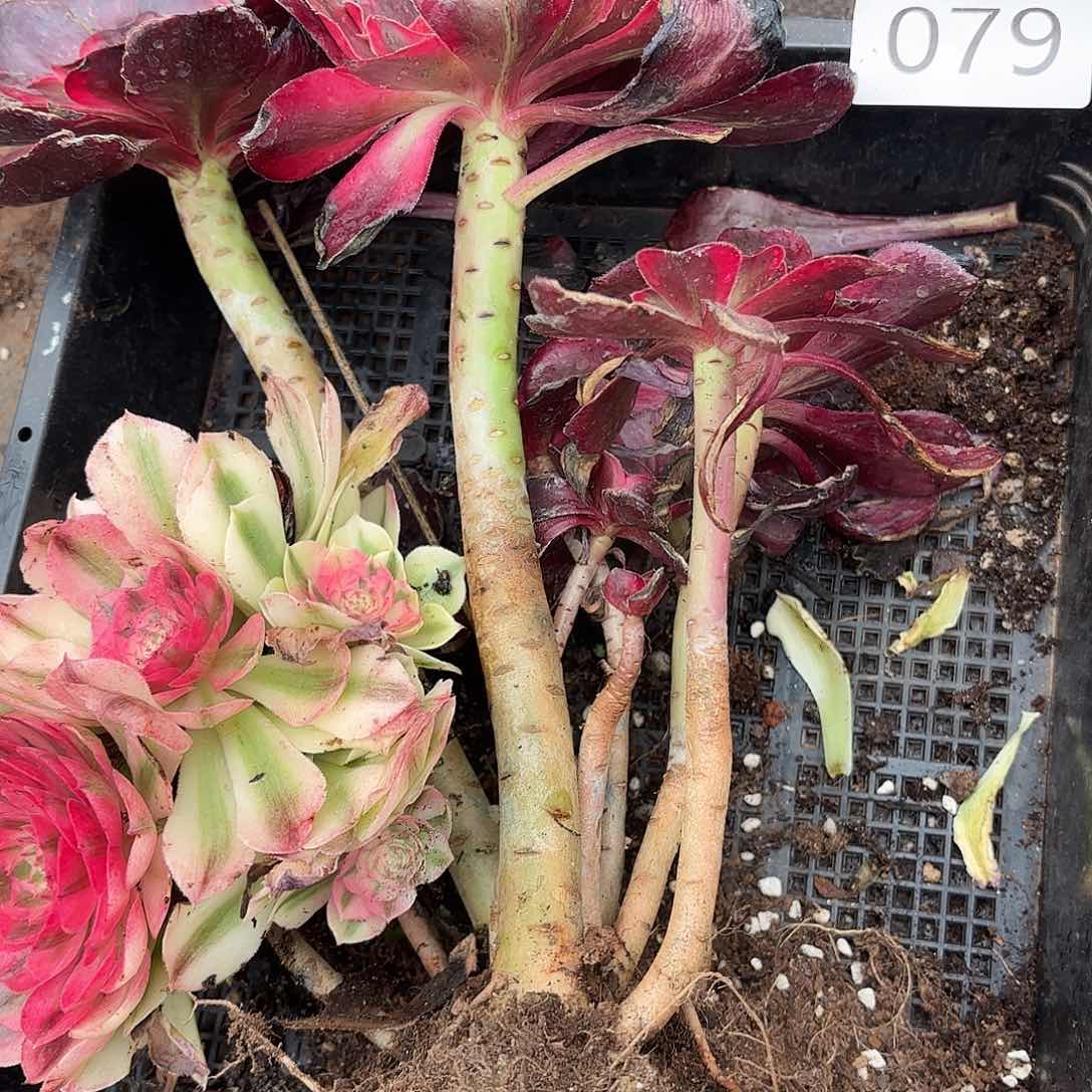 多肉植物福利来079