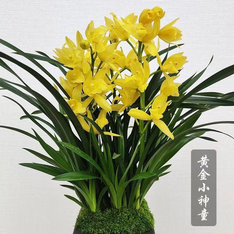 5-10花发货黄金小神童浓香型花卉一杆多花四季可种室内外兰花