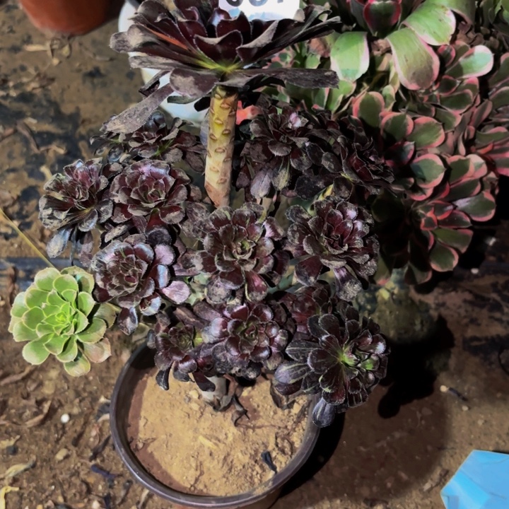 057水墨丹青多肉植物不售后