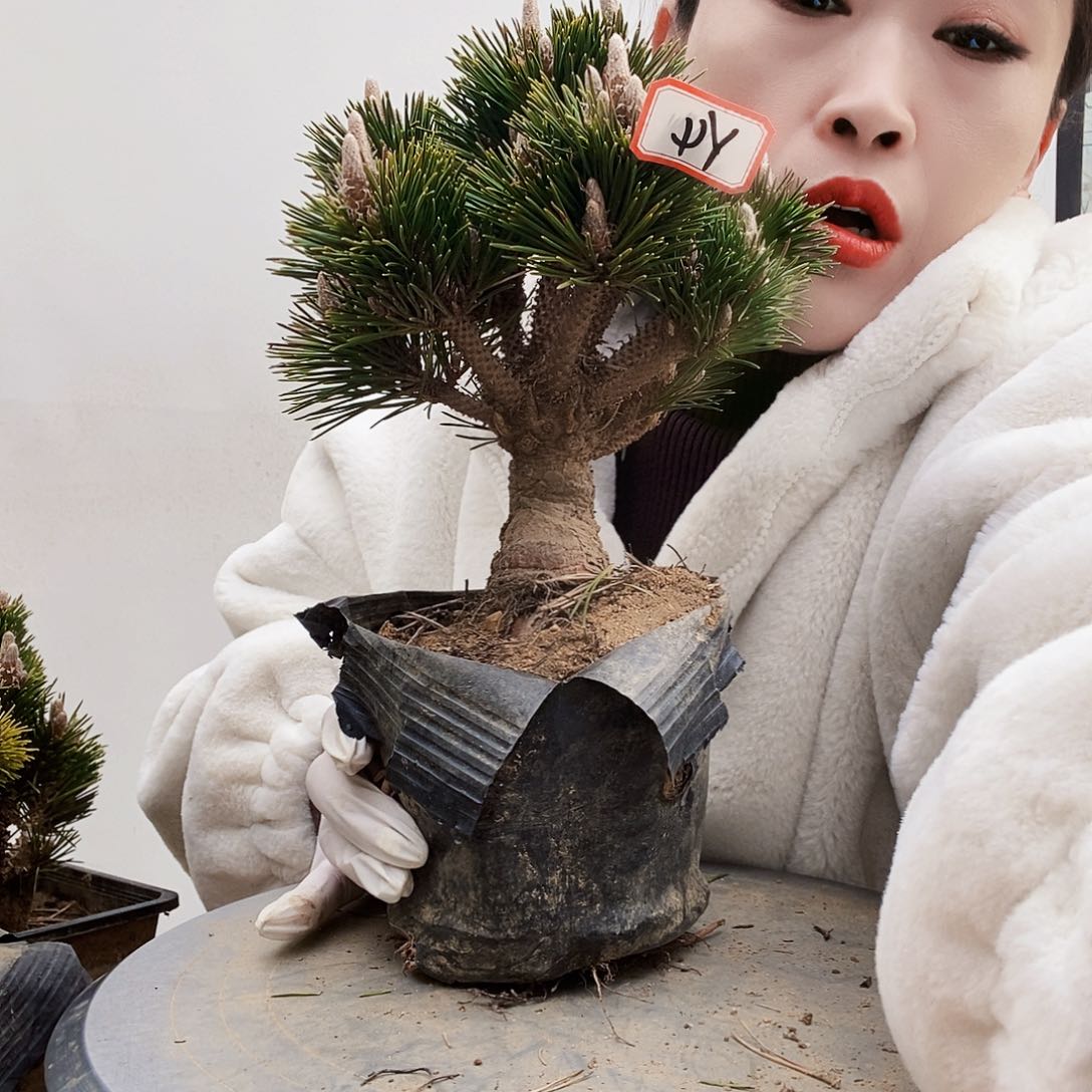 植物形态多年生草本