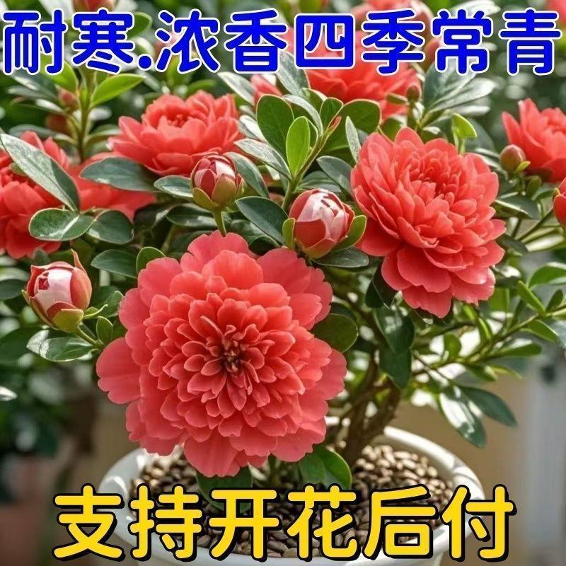 春季花驱蚊耐寒盆栽四季开花重瓣青杨花卉好养浓香型