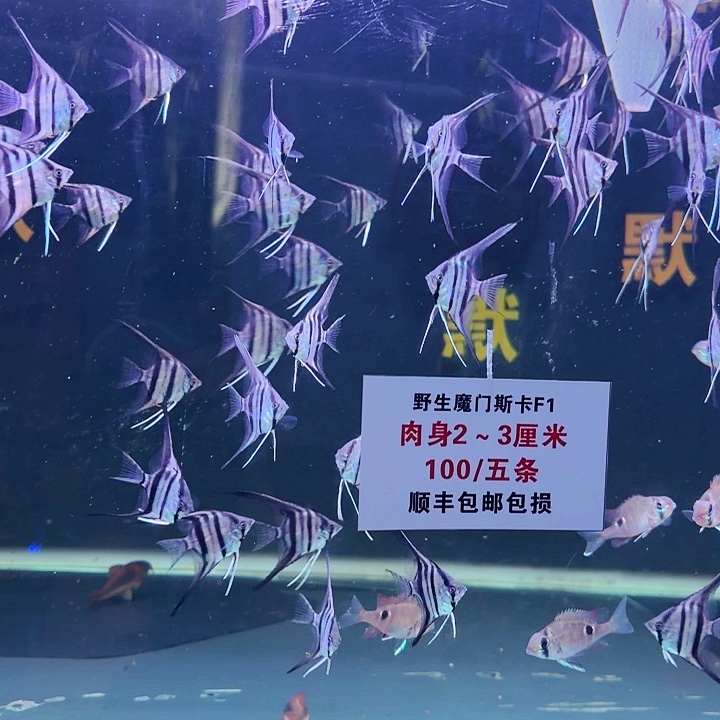 爱***谁海水鱼魔门斯卡肉身2-3承德鱼友