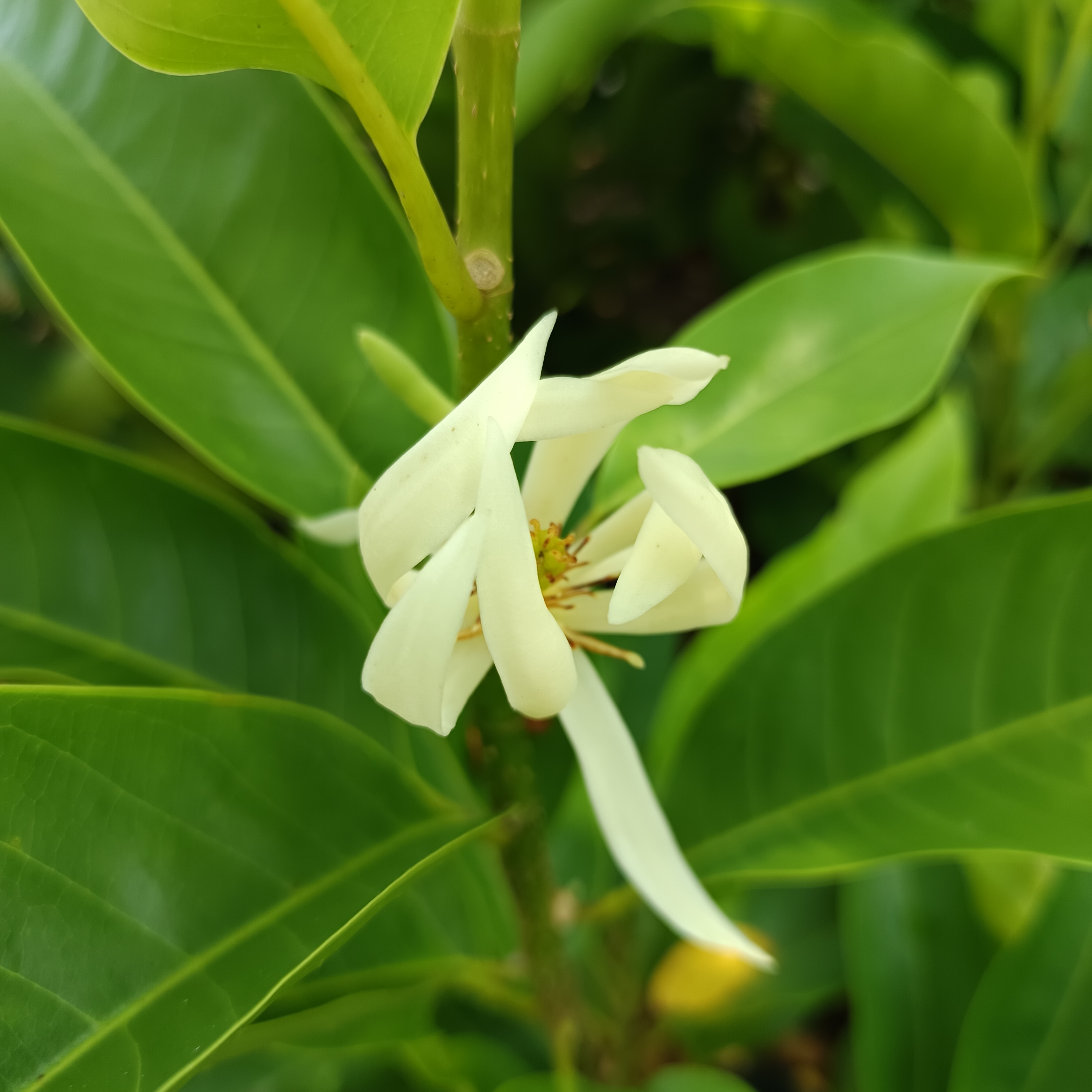 白玉兰树苗四季常青老桩庭院阳台植物室内浓香花卉绿植