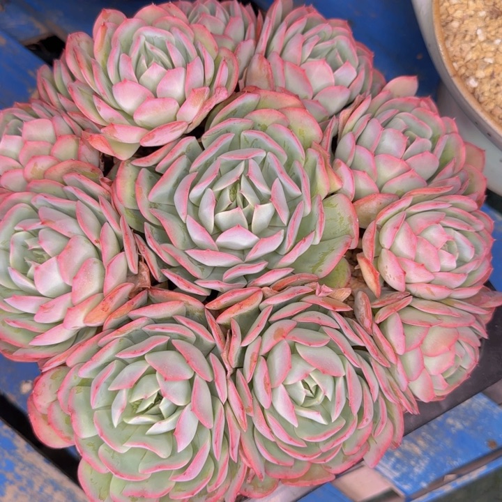 梦安玫瑰 一物一拍的多肉植物