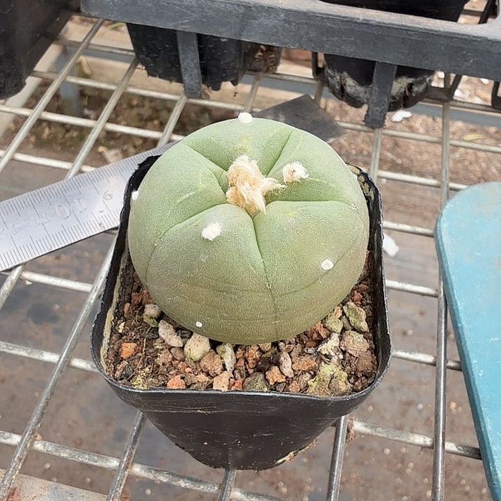 实生海鲜单头4仙人球