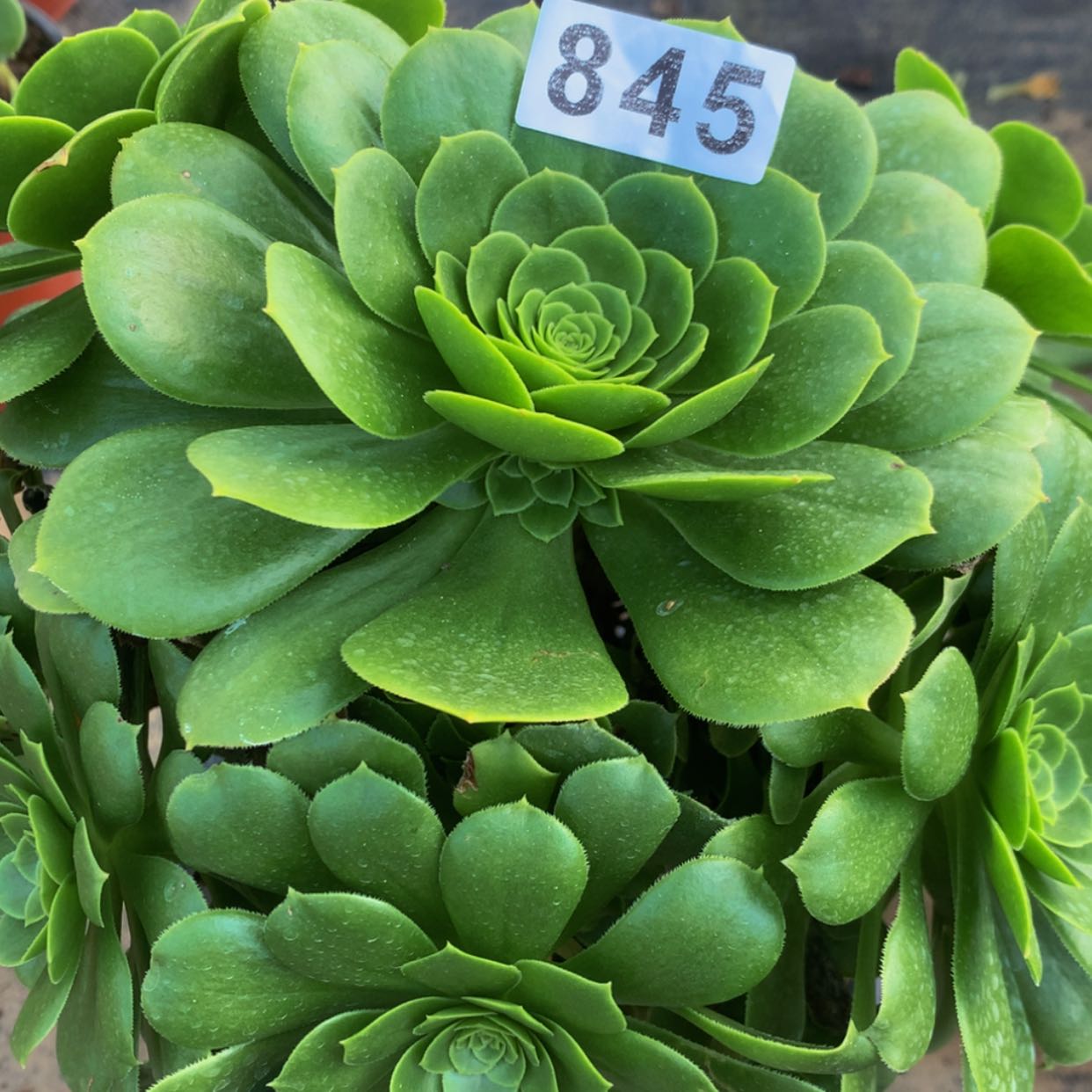 【闪购商品】845绿杨肉多肉