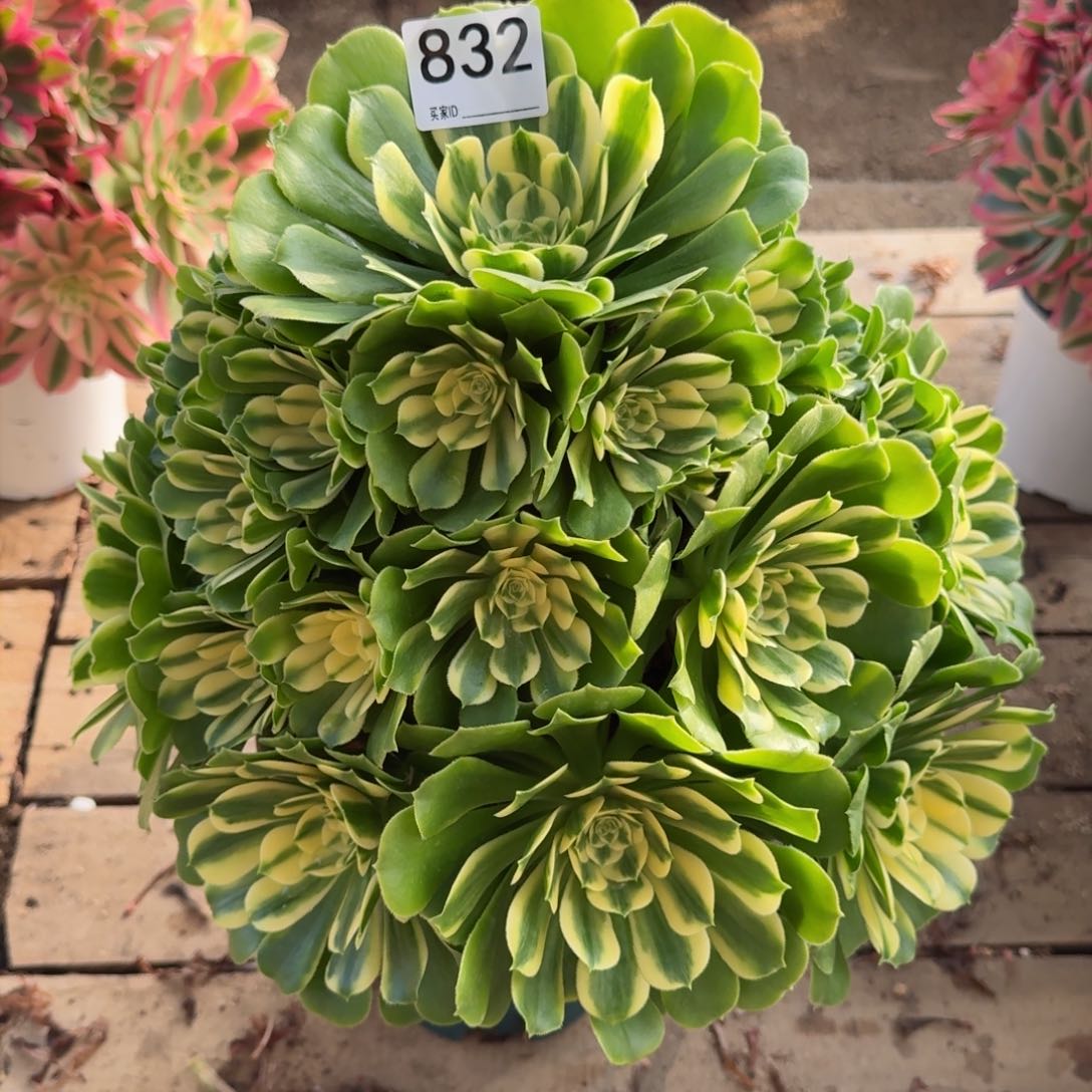 【闪购商品】832多肉