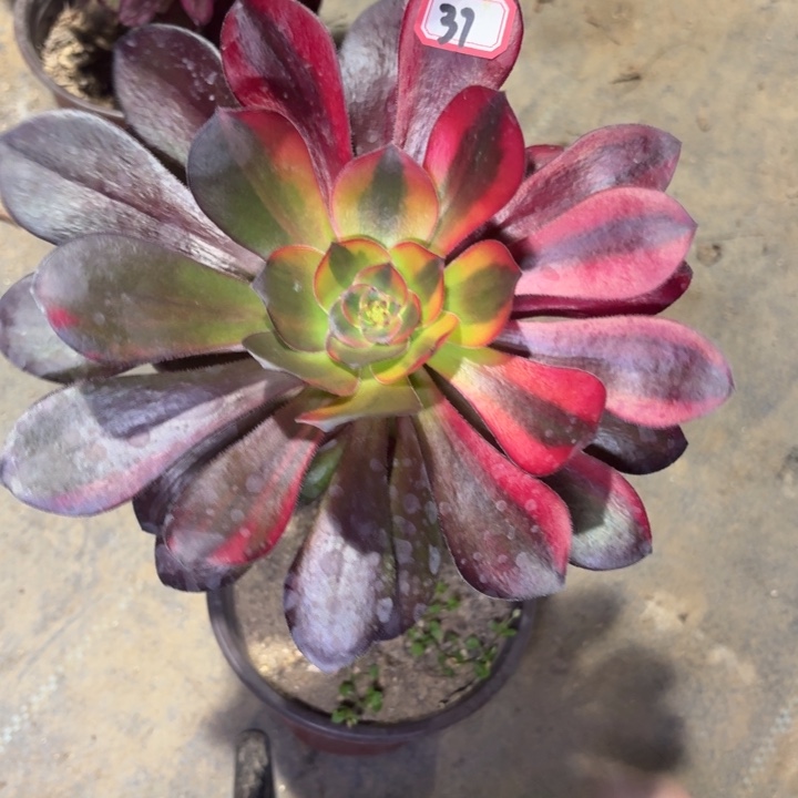 一物一拍巫毒七彩37