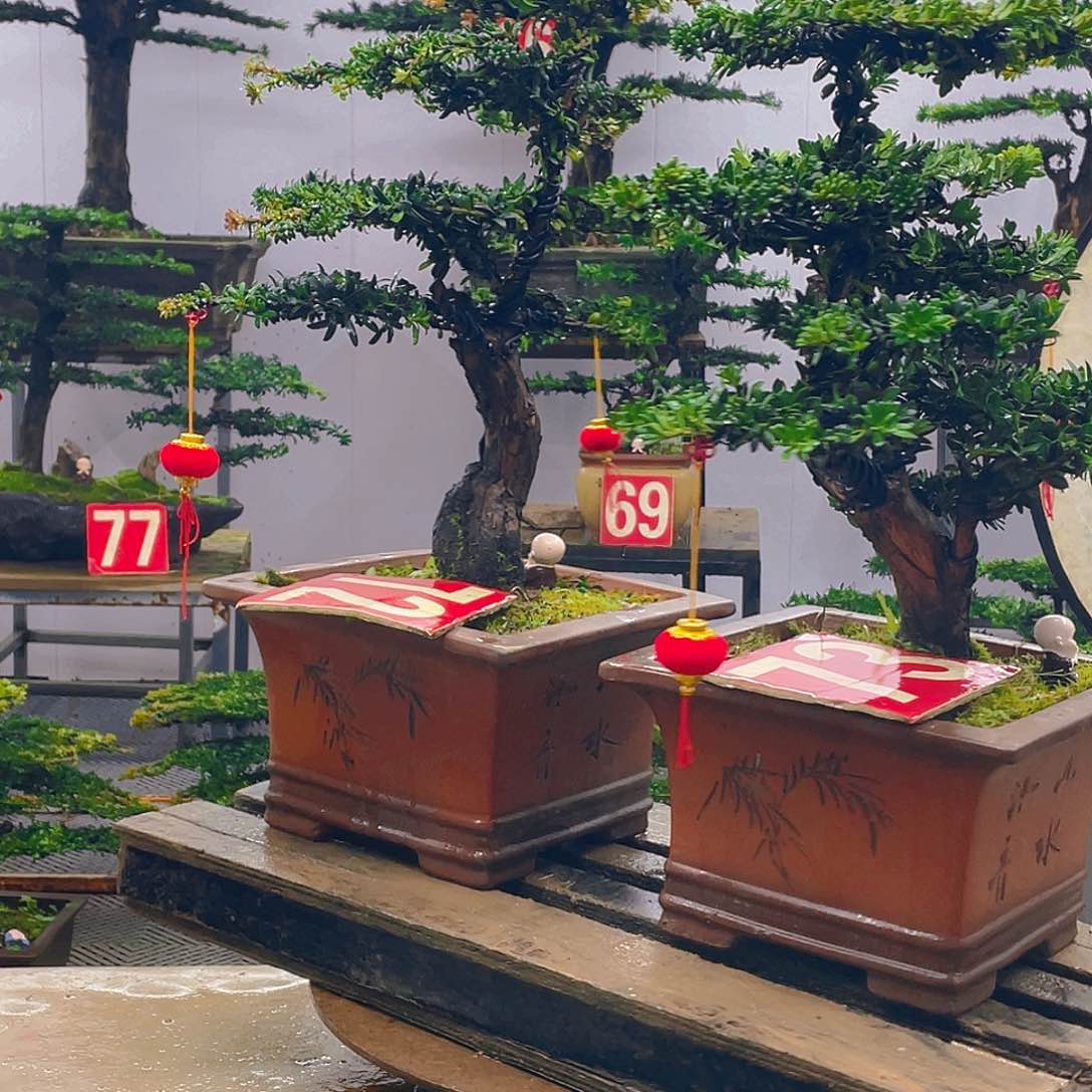 无花朵罗汉松红芽