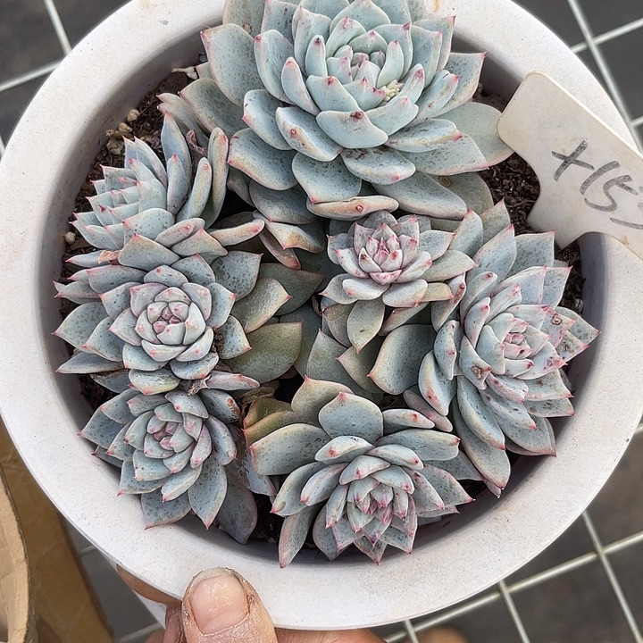 两单包邮，一物一拍153粉蓝鸟