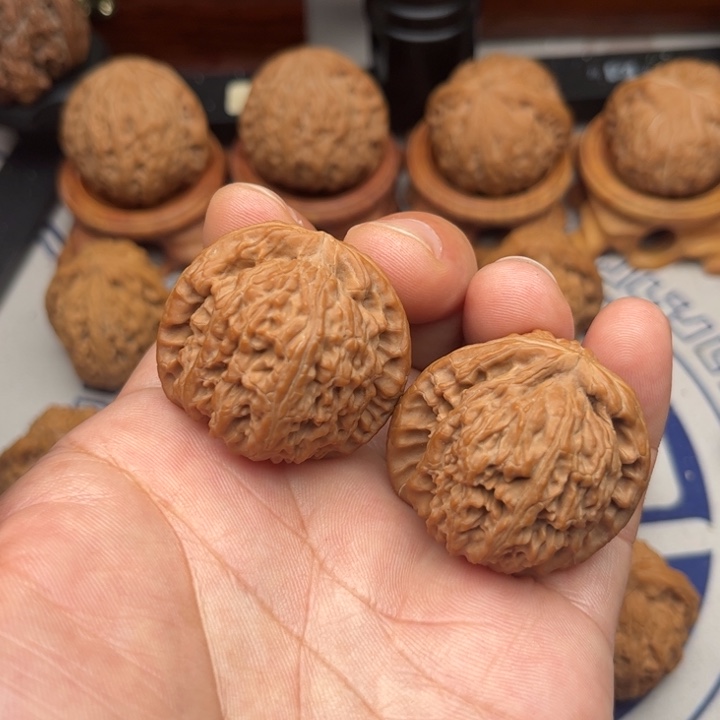 灯***鱼36尺寸全品无瑕疵白狮子