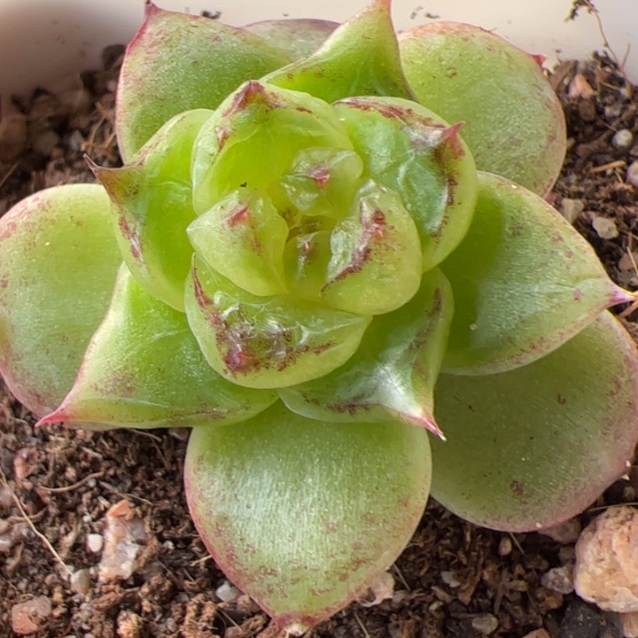 一物一拍，精品糖心