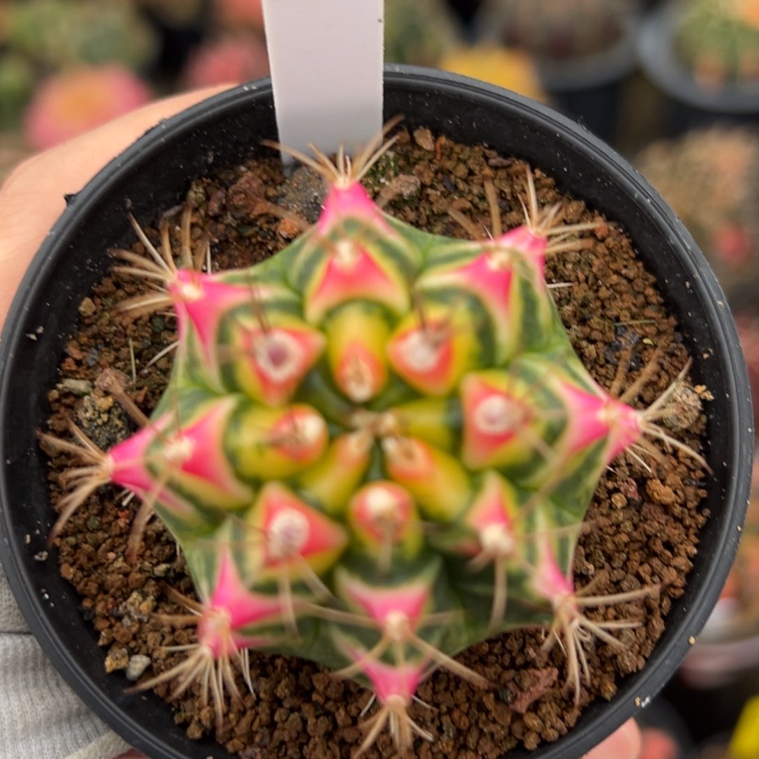 泰系侧芽花田520